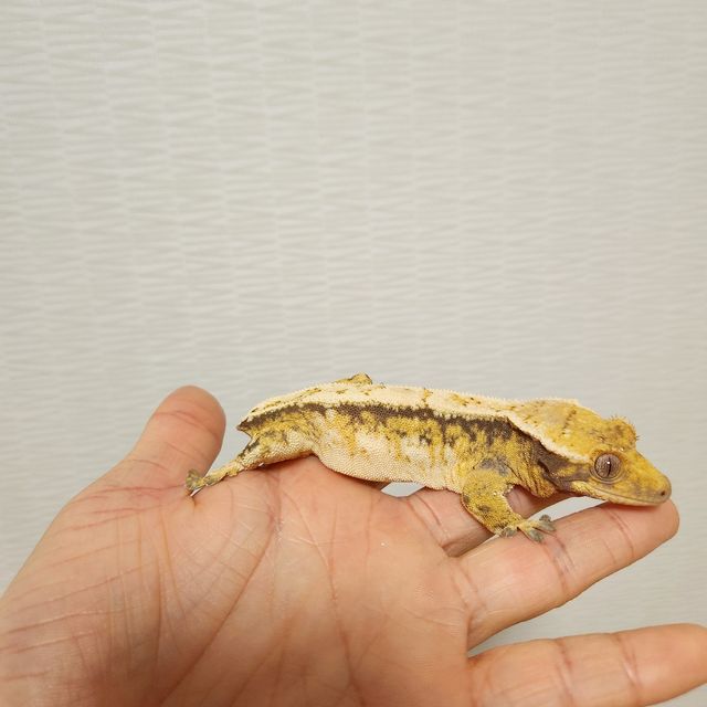 노멀 트라이 화이트핀 화이트