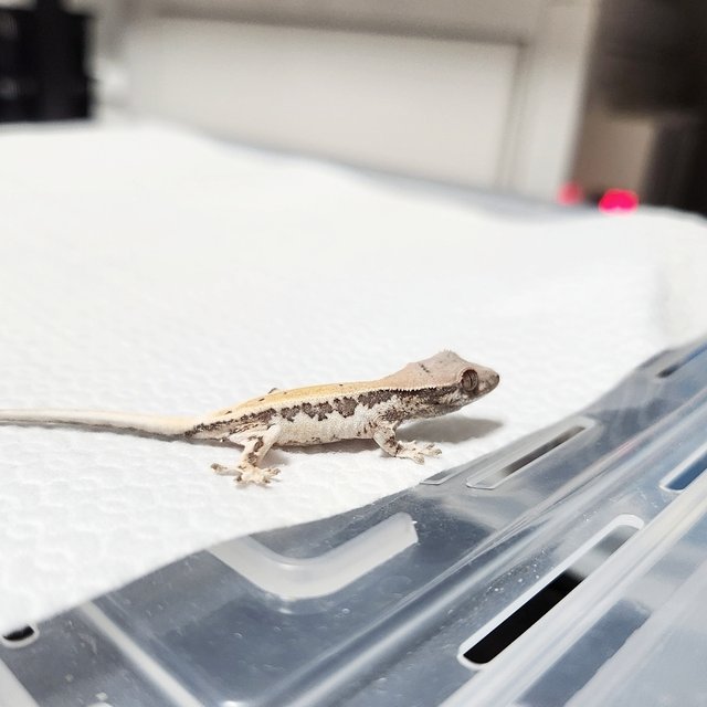 100%헷아잔틱 릴리 세이블