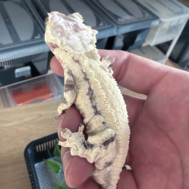 프라푸치노 솔리드백 화이트