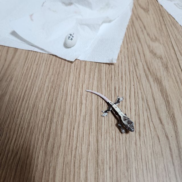 릴잔틱 화이트 아잔틱