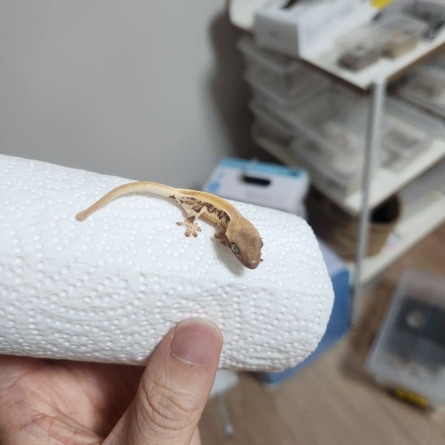 릴리화이트