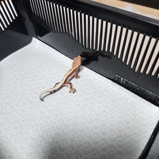 릴리 세이블 100%헷아잔틱