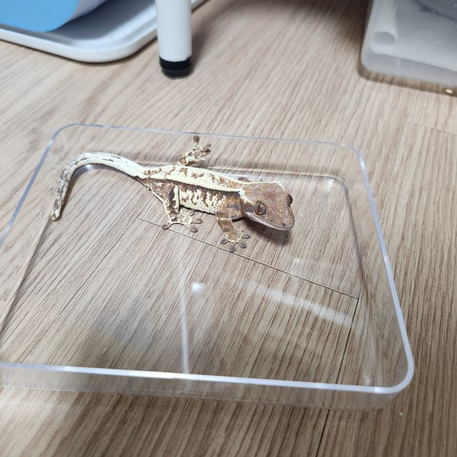카푸치노