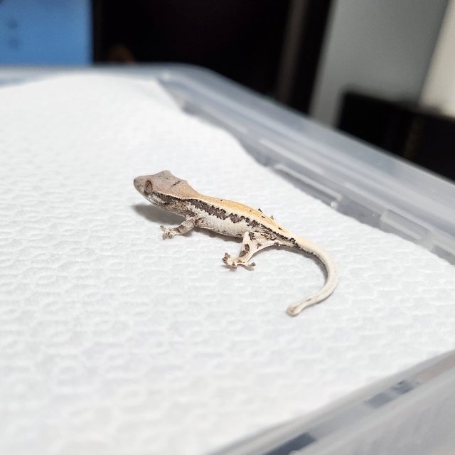 100%헷아잔틱 릴리 세이블