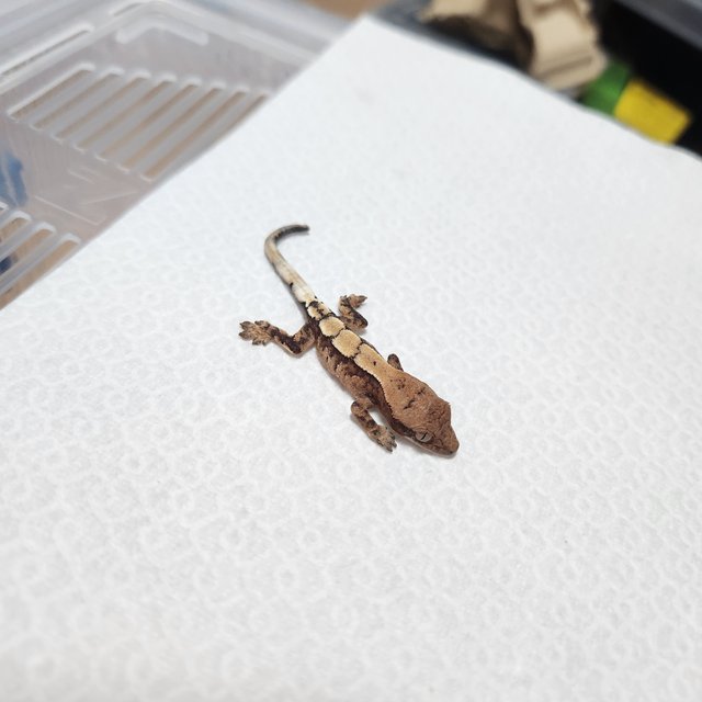 100%헷아잔틱 세이블