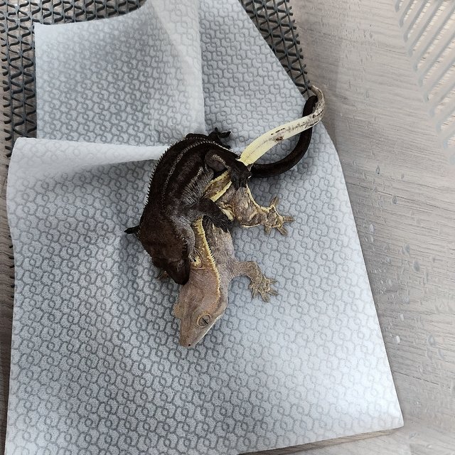 아잔틱 화이트핀 풀핀 엠티백