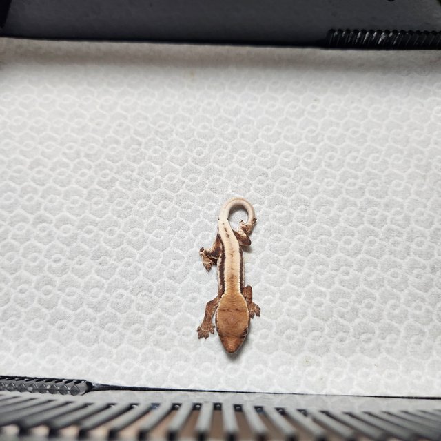 릴리 세이블 100%헷아잔틱