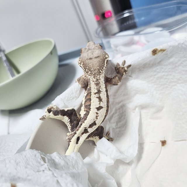 100%헷아잔틱 릴리 세이블 풀핀