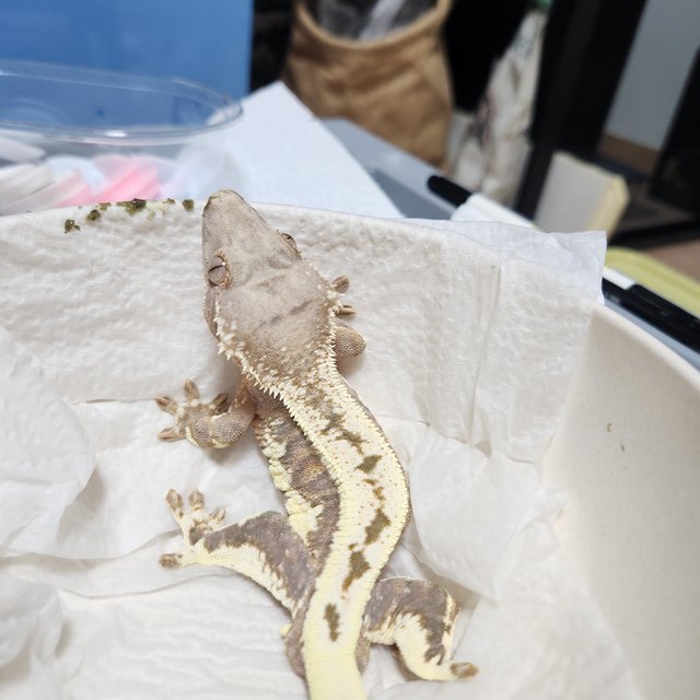 100%헷아잔틱 릴리 세이블 풀핀