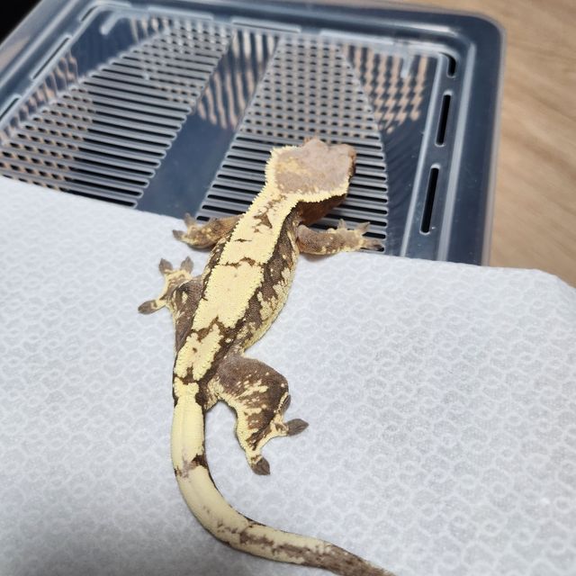 세이블
