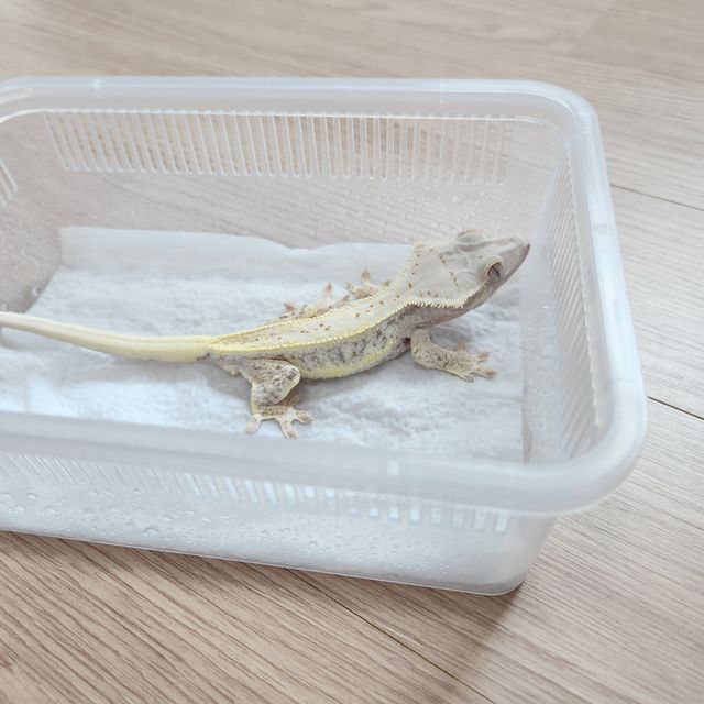 릴리화이트 풀핀