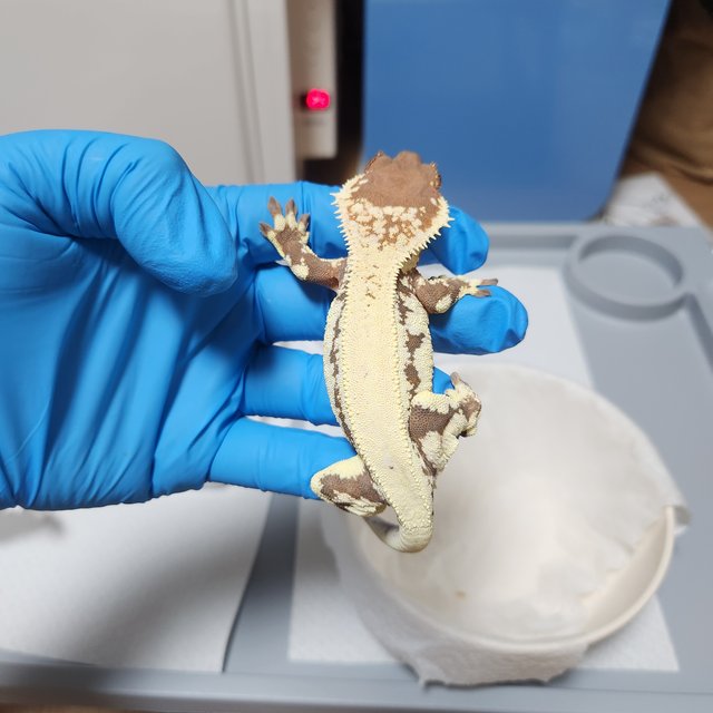 릴리 세이블 솔리드백