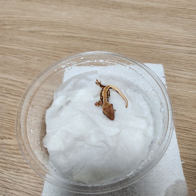 릴리화이트