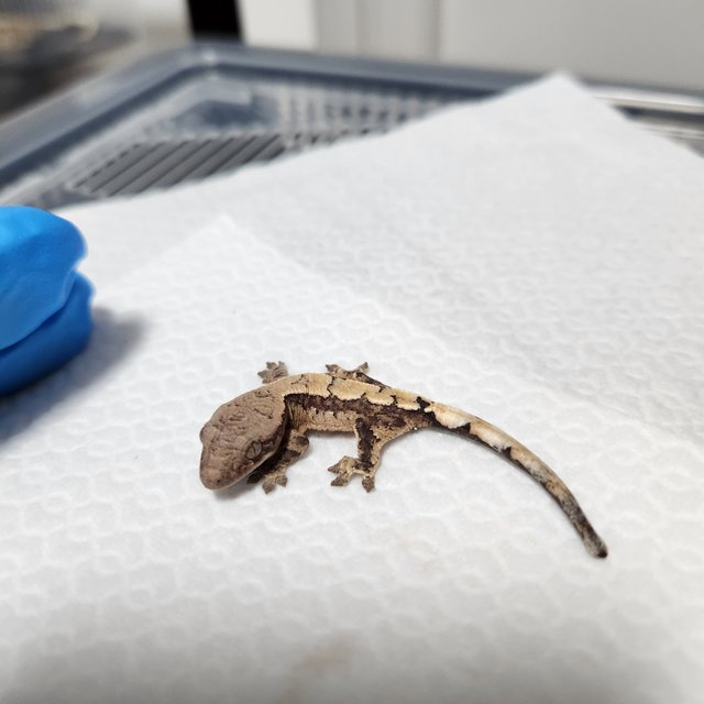 100%헷아잔틱 세이블