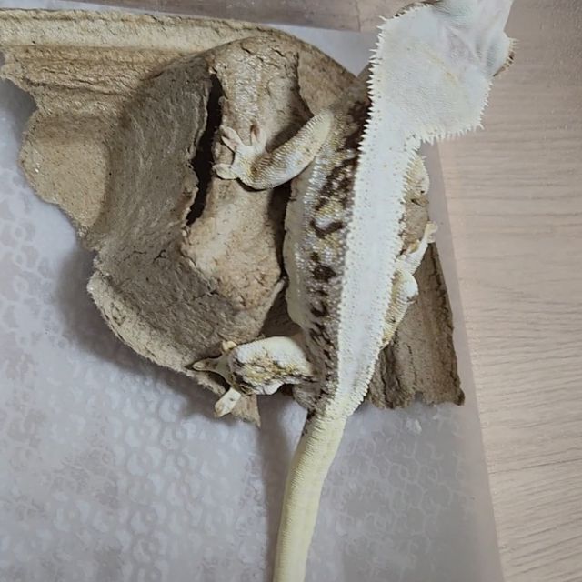 릴리화이트