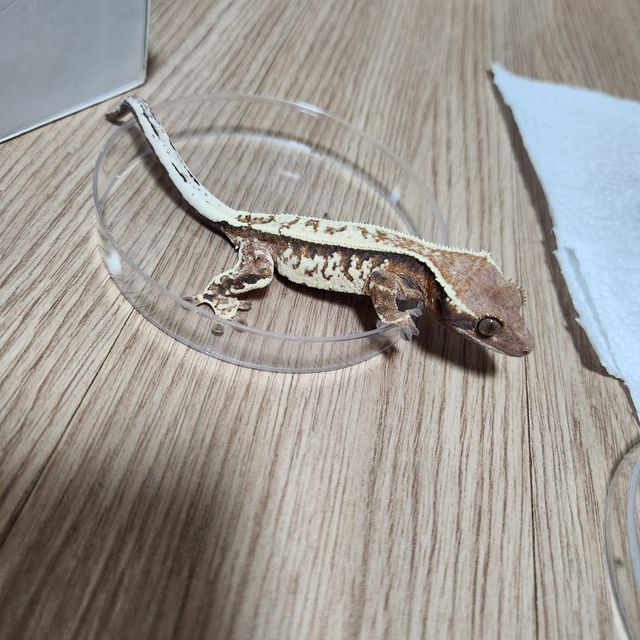 카푸치노