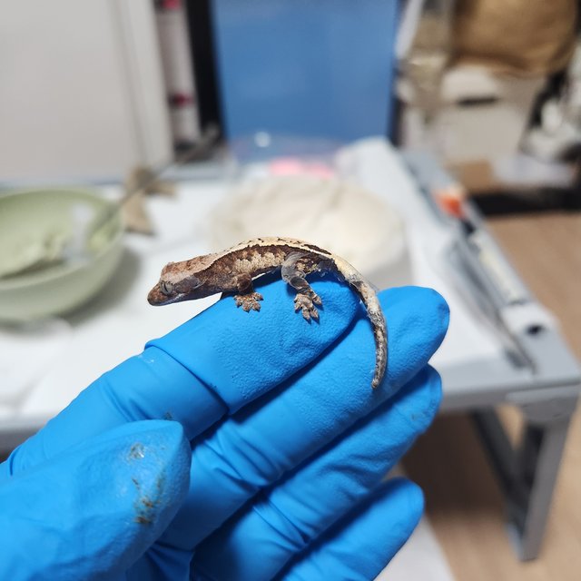 카푸치노 100%헷아잔틱