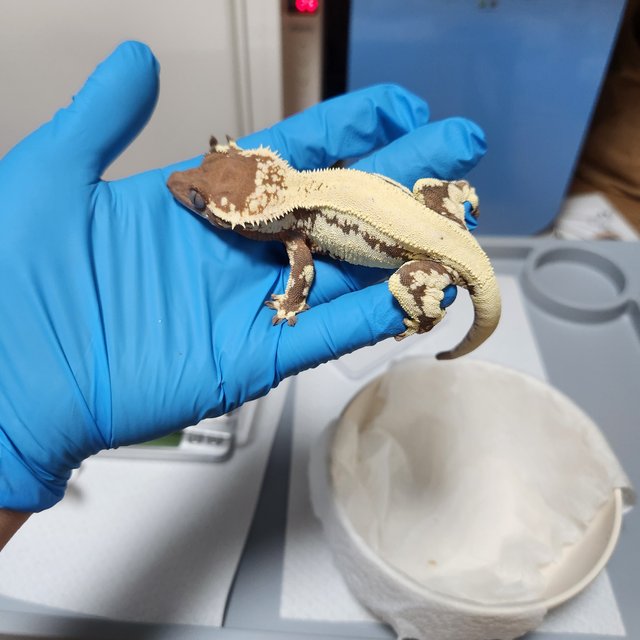 릴리 세이블 솔리드백