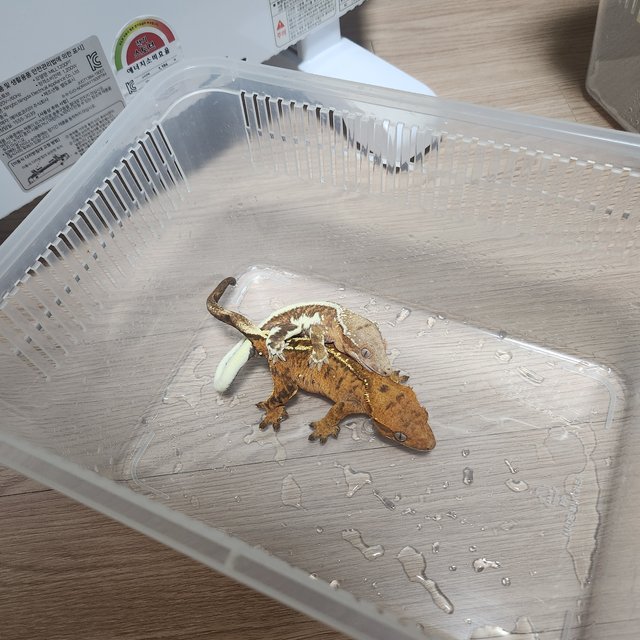 100%헷아잔틱 릴리 세이블 풀핀