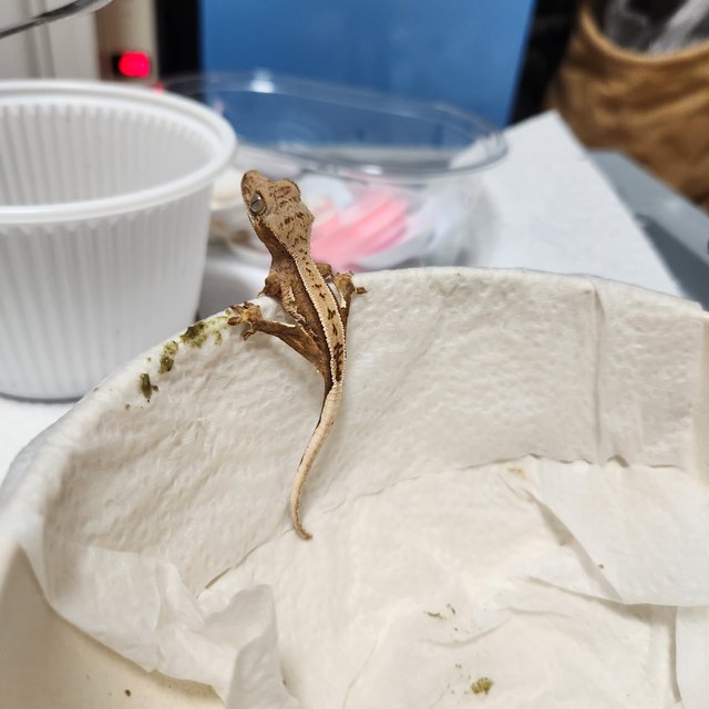 100%헷아잔틱 풀핀