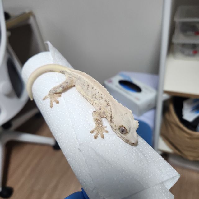 릴리화이트