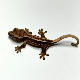 오닉스 풀핀 엠티백