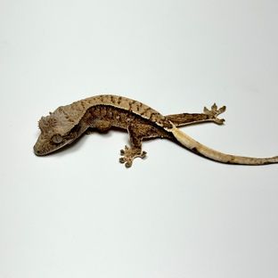 트라이