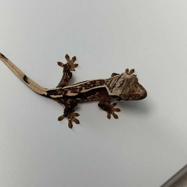 오닉스 엠티백