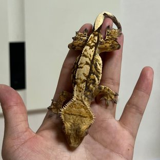 노멀 트라이 익스트림할리퀸