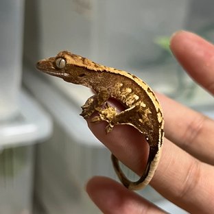 카푸치노 트라이