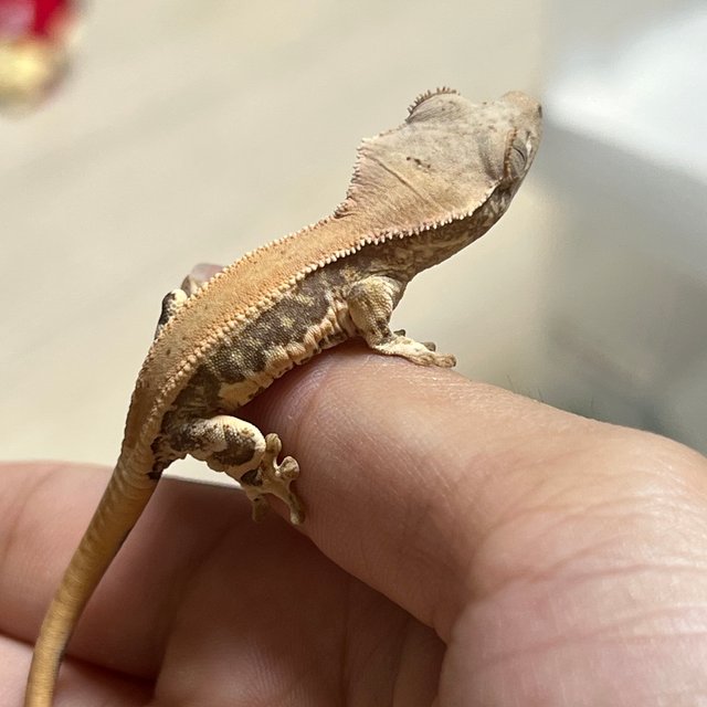 릴리화이트 솔리드백 풀핀