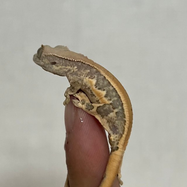 릴리화이트 솔리드백 풀핀