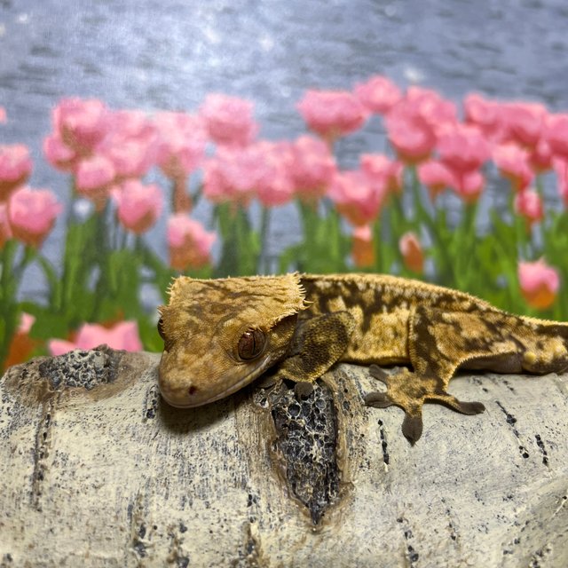 노멀 트라이 엠티백 풀핀 드리피 화이트스팟