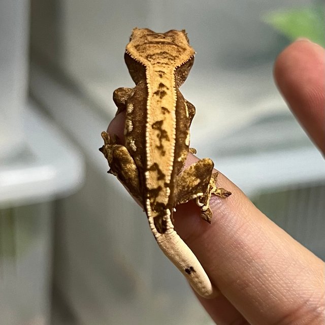 카푸치노 트라이