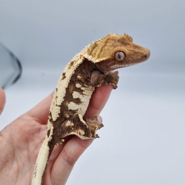세이블