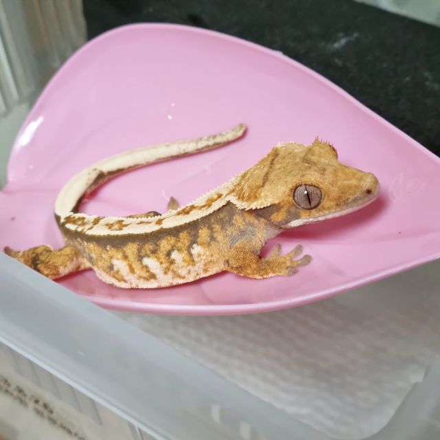 노멀 트라이 텐저린