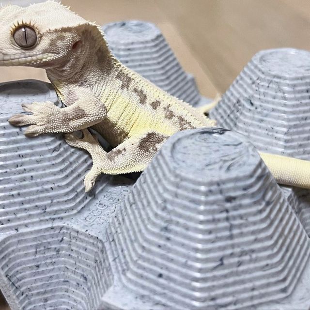 릴리화이트