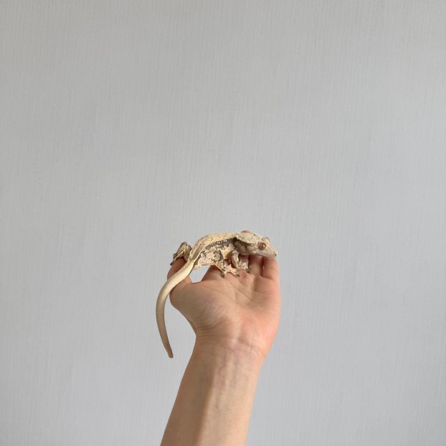 노멀