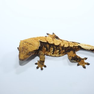 노멀 텐저린 트라이