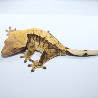 노멀 텐저린 트라이