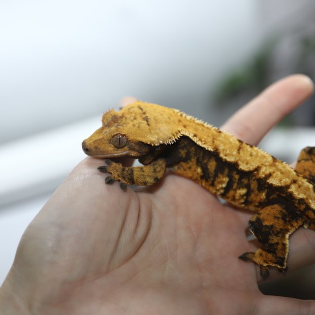 노멀 텐저린 트라이