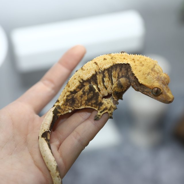 노멀 텐저린 트라이