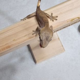 블랙바닐라03