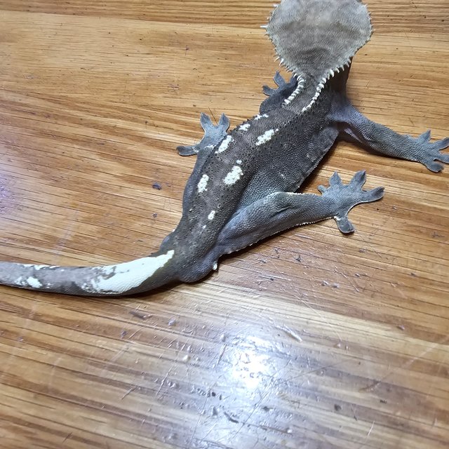 아잔틱