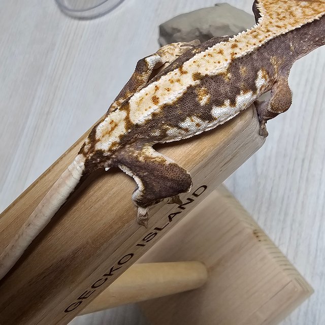 릴리100%헷아잔틱