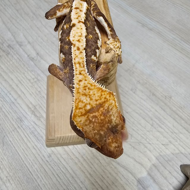 릴리100%헷아잔틱