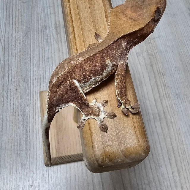 릴리100%헷아잔틱