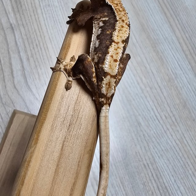 릴리100%헷아잔틱