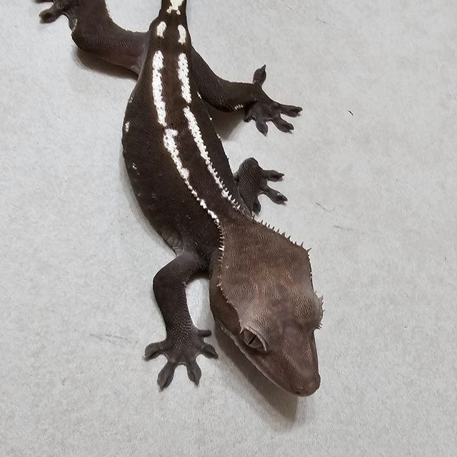 아잔틱