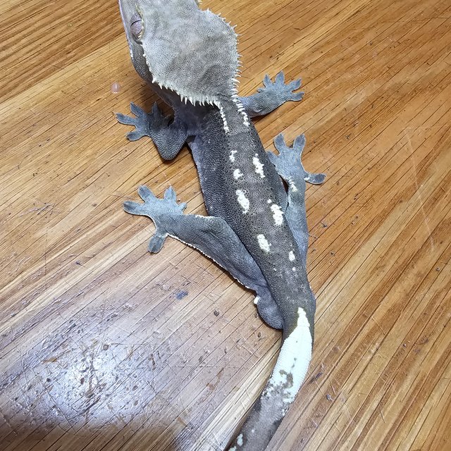 아잔틱